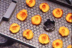 Lequip 528 Dehydrator Tray of fruits drying on mesh sheet